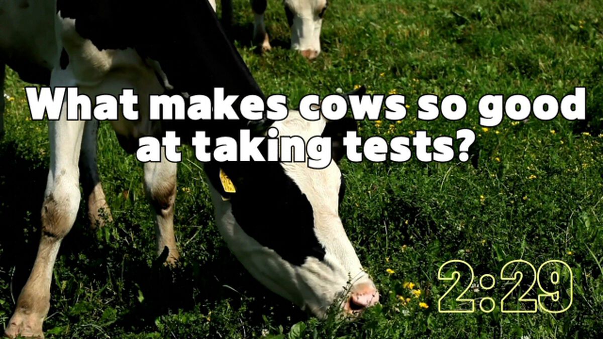 5-Minute COW-ntdown! image number null